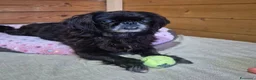 Pechinese cani in regalo: Isotta, sei kg di dolcezza - Annuncio 1