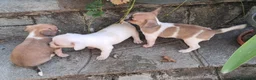 Chihuahua cani in vendita: Chihuahua - Annuncio 2
