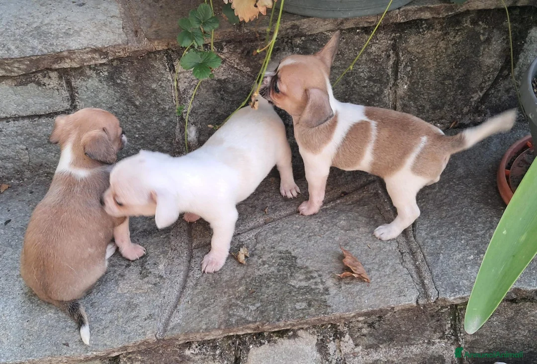 Chihuahua cani in vendita: Chihuahua - Annuncio 2