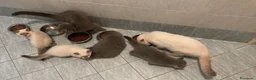 Scottish gatti in vendita: gatti scottish - Annuncio 15