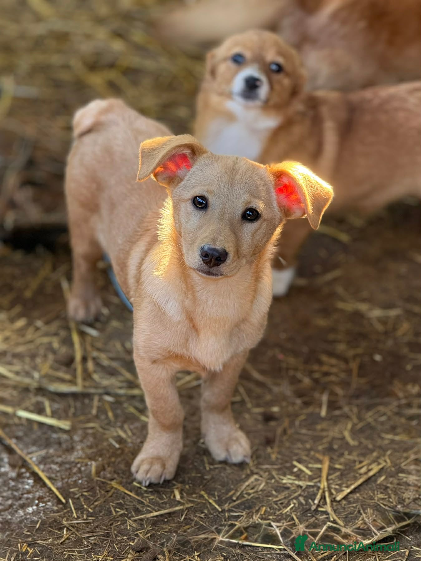 Meticcio cani VINKA, nana super simpatica! TG MEDIO PICCOLA. - Annuncio 27