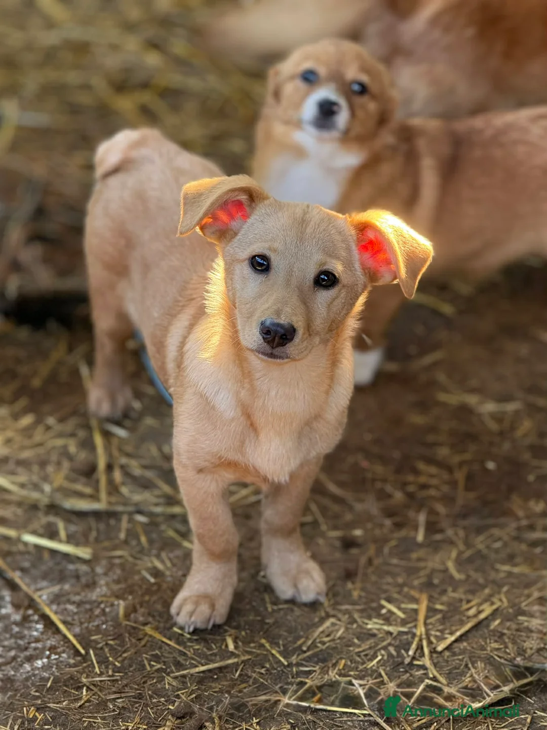 Meticcio cani in regalo: VINKA, nana super simpatica! TG MEDIO PICCOLA. - Annuncio 1