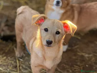 Meticcio cani VINKA, nana super simpatica! TG MEDIO PICCOLA. - Annuncio 34