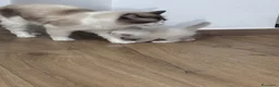 Ragdoll gatti in vendita: Ragdoll - Annuncio 6
