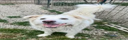Meticcio cani in regalo: Margot 2 anni Taglia media grande  - Annuncio 3