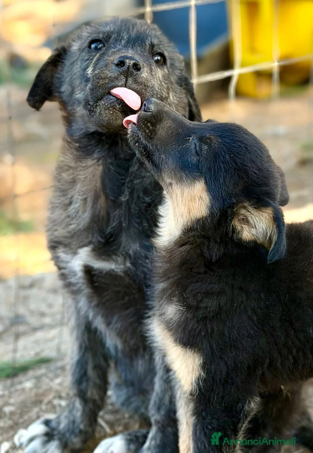 Meticcio cani in regalo: Maschi , taglia medio piccola. - Annuncio 1