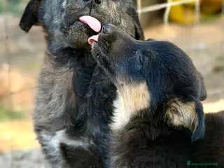 Meticcio cani Maschi , taglia medio piccola. - Annuncio 8