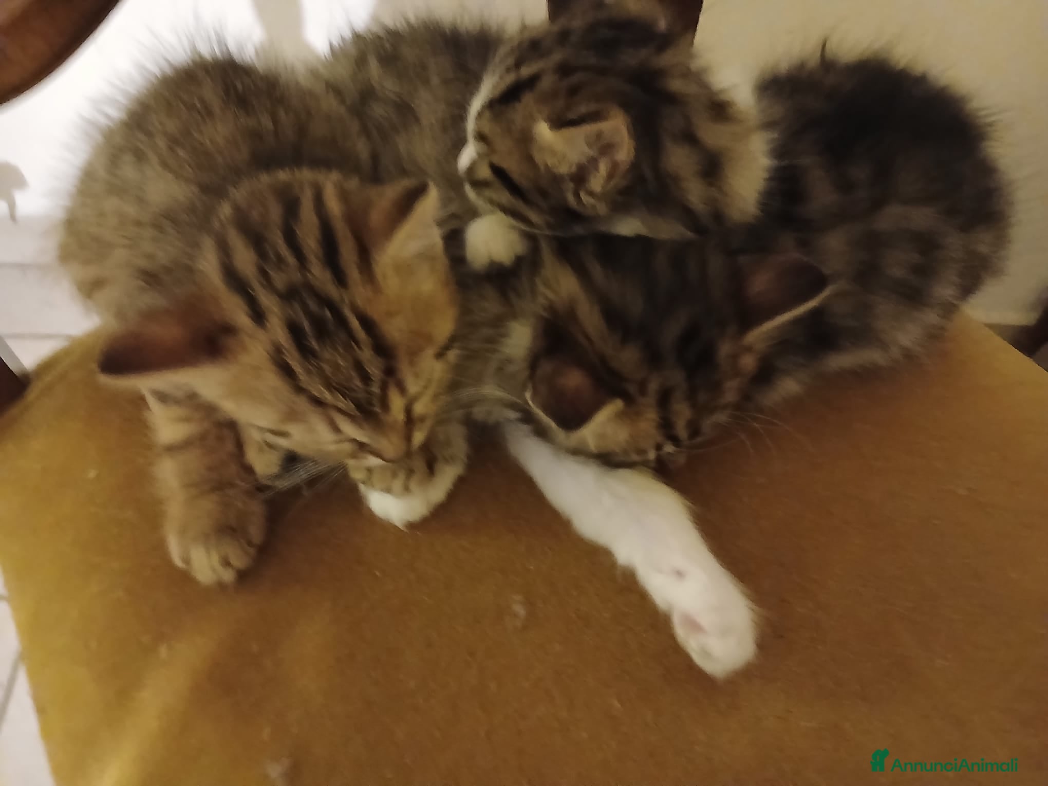 Altre razze gatti in vendita: Calico van bengalese - Annuncio 2