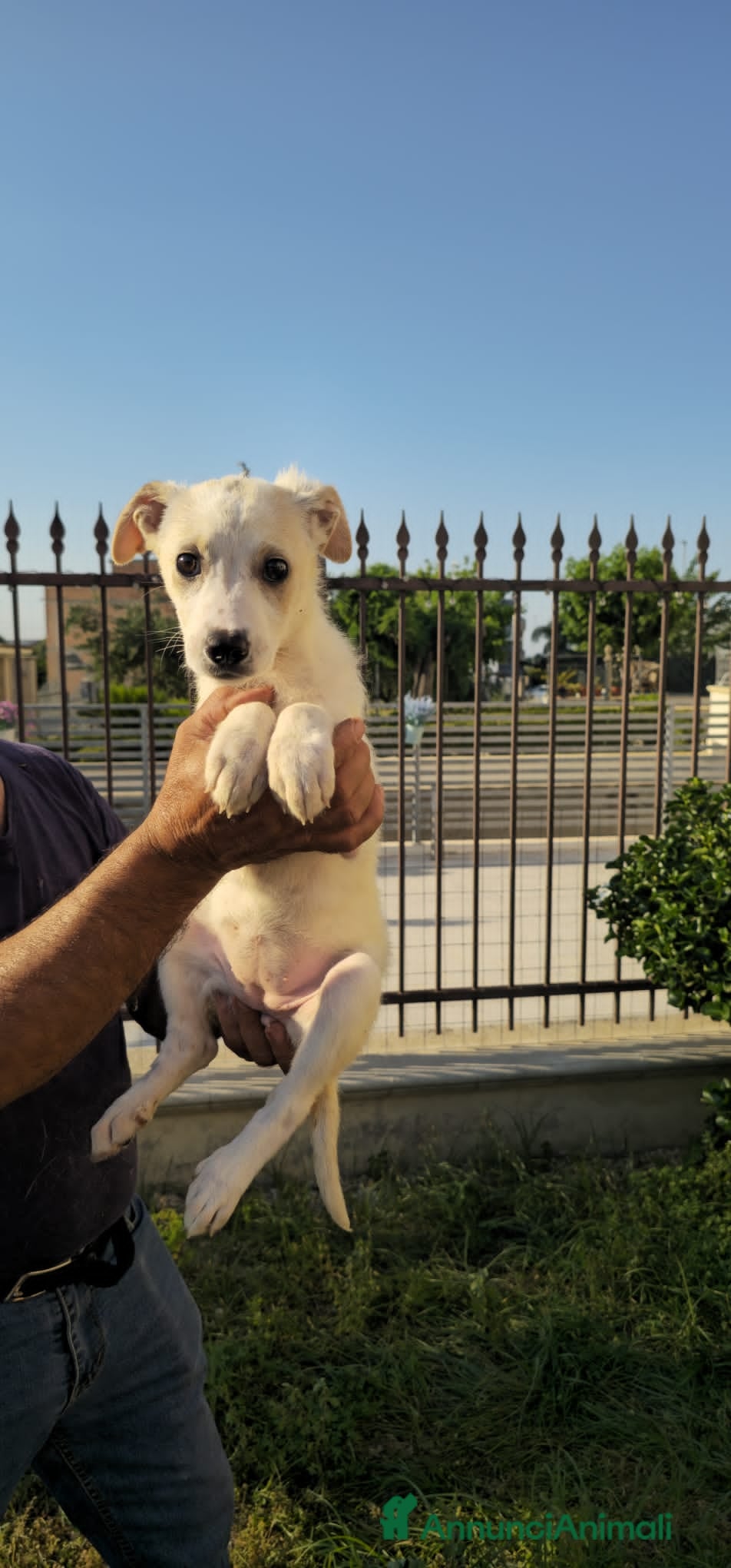 Meticcio cani in regalo: samantha e serena - Annuncio 4