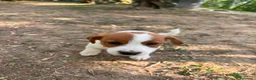 Jack Russell cani in vendita: Cuccioli Jack Russell  Pelo Liscio con Pedigree - Annuncio 11