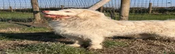Meticcio cani in regalo: ABBANDONATO DALLA SUA FAMIGLIA  a Provincia di Ferrara - Annuncio 4