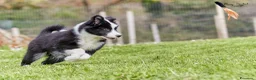 Yakutian Laika cani in vendita: Cuccioli di Yakutian Laika a Città metropolitana di Roma Capitale - Annuncio 13