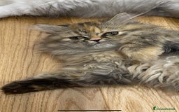 Persiano gatti in vendita: Persiana chinchillà  a Città Metropolitana di Cagliari - Immagine 2