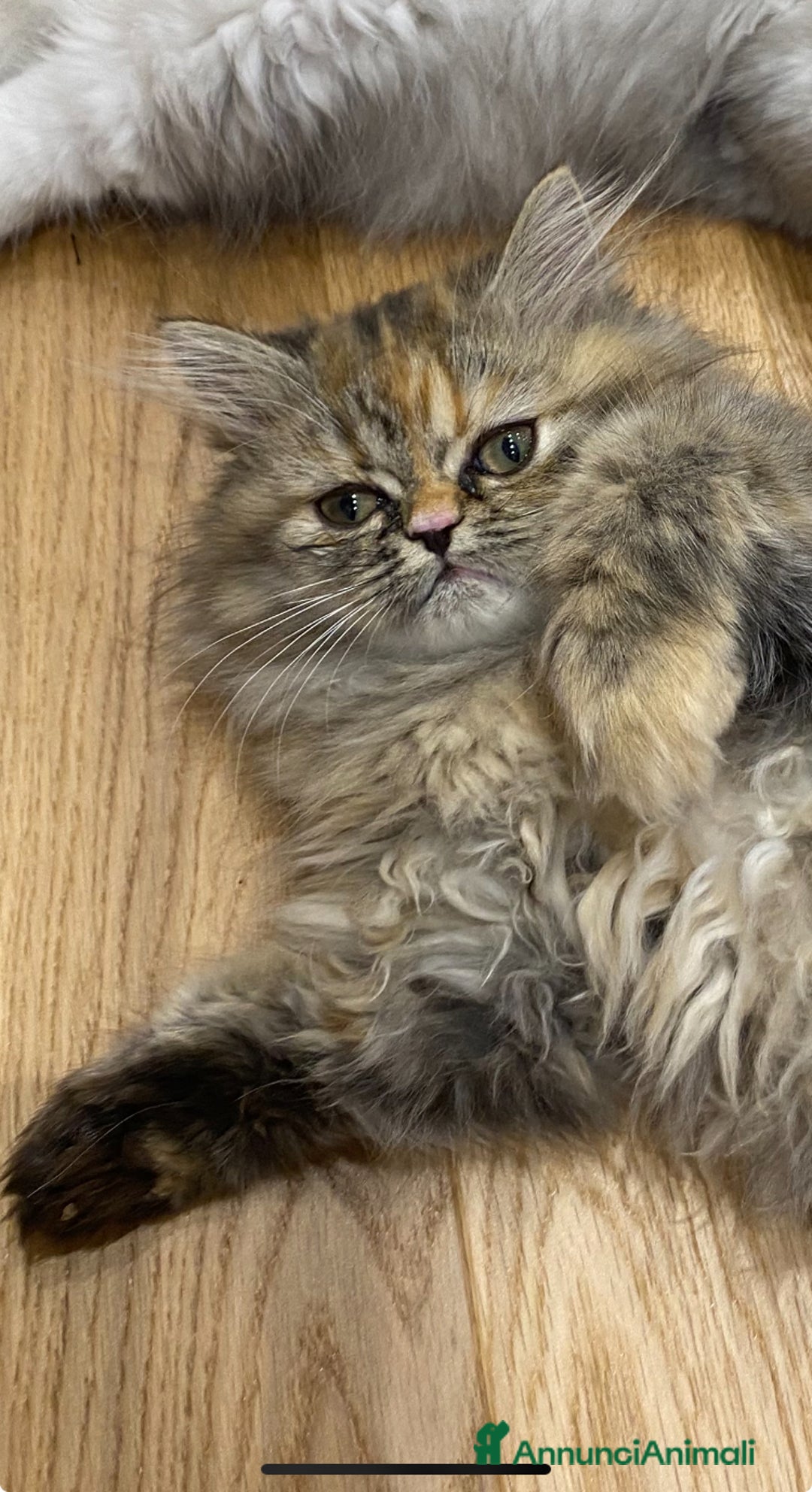 Persiano gatti in vendita: Persiana chinchillà  a Città Metropolitana di Cagliari - Immagine 2