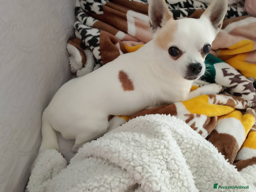 Chihuahua cani per accoppiamento: Hercole chihuahua di pelo corto  - Annuncio 3