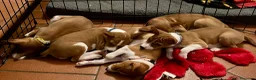 Basenji cani in vendita: Cuccioli di Basenji, disponibili da fine settembre - Annuncio 13