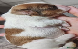 Shih Tzu cani in vendita: Cuccioli di shitzu a Provincia di Cuneo - Immagine 1