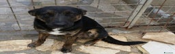 Meticcio cani in regalo: Elvis 3/4anni tg media tranquillo,dolce PUGLIA a Milano - Annuncio 3