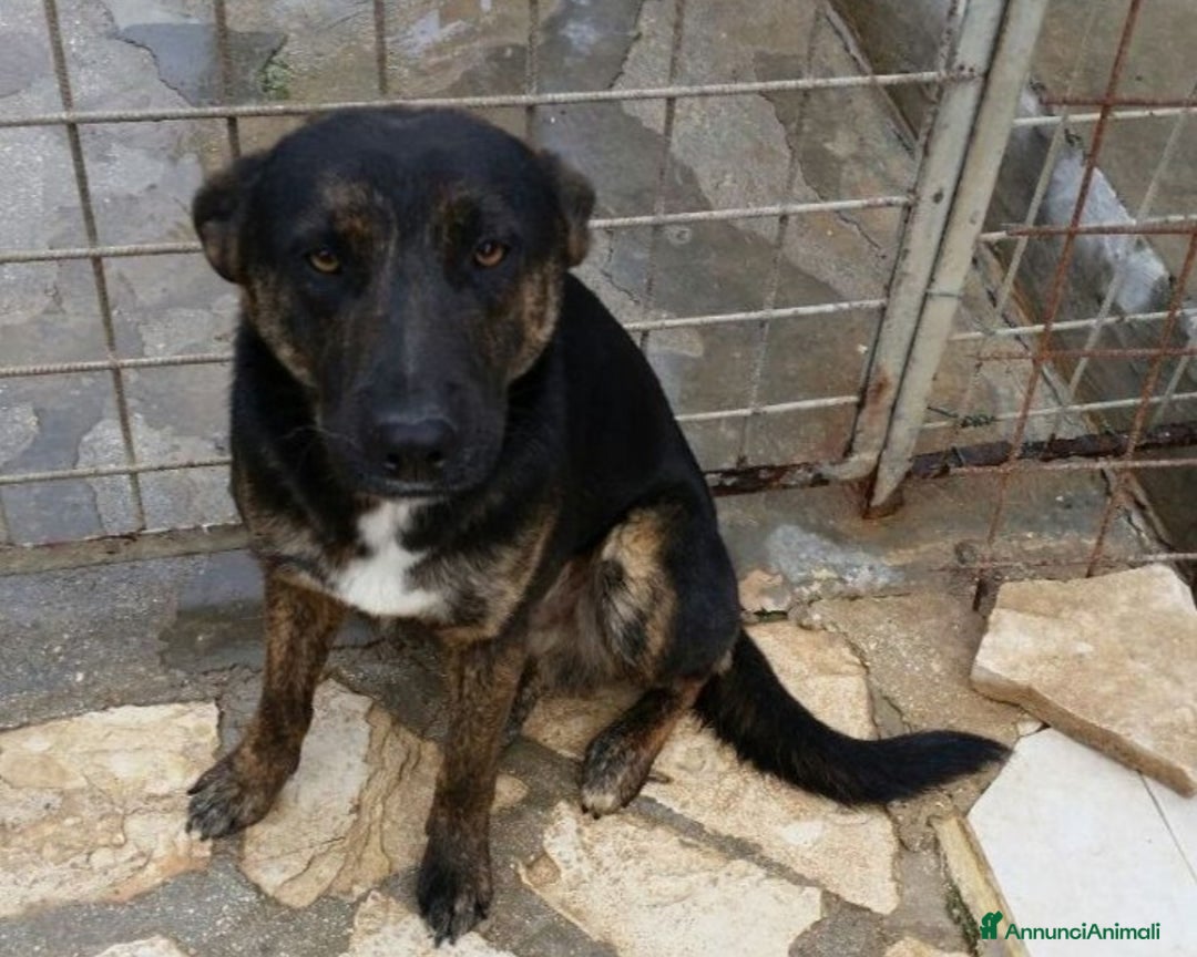 Meticcio cani in regalo: Elvis 3/4anni tg media tranquillo,dolce PUGLIA a Milano - Annuncio 3