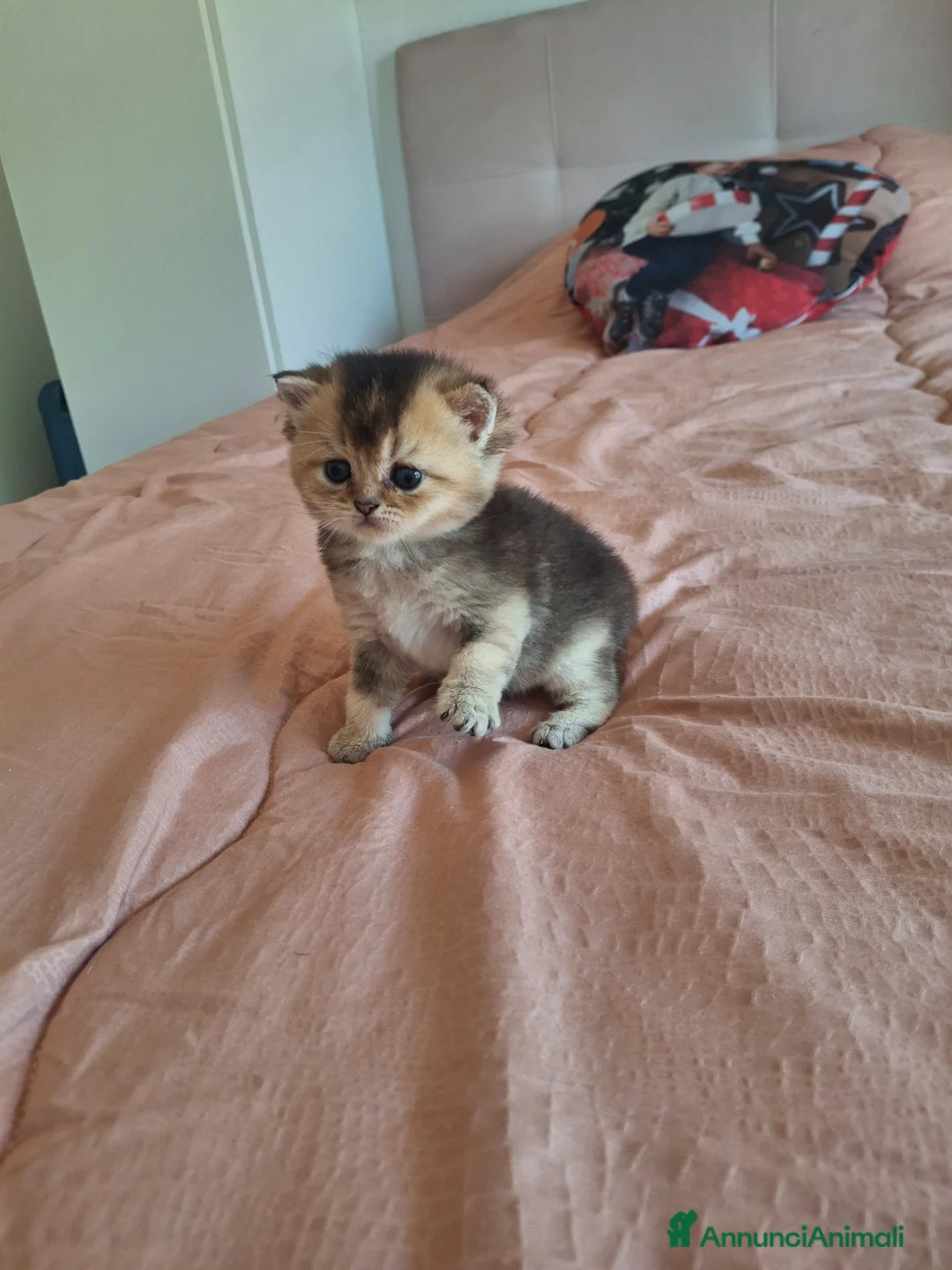 Scottish gatti in vendita: Gattini Scottish - Annuncio 2