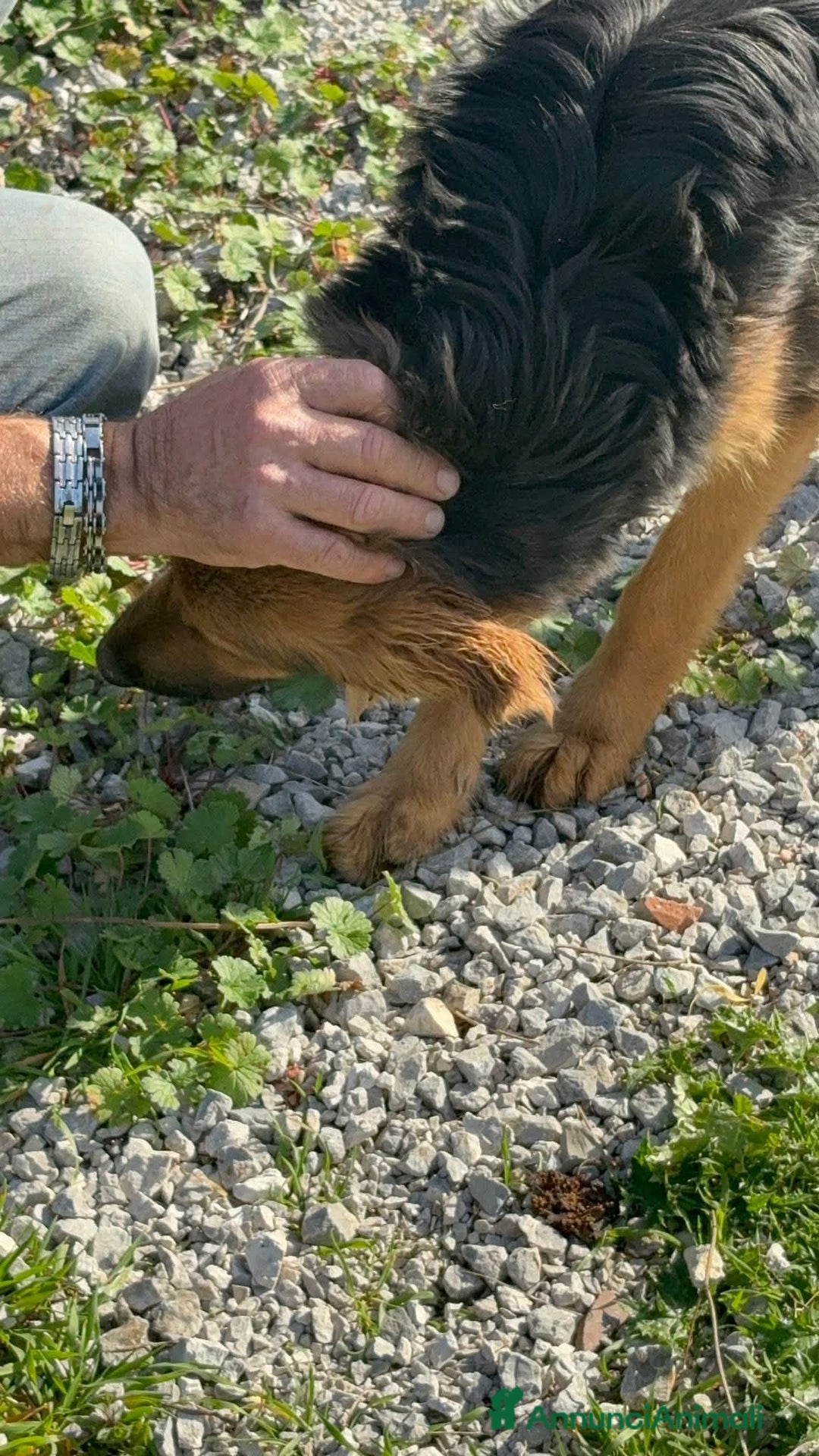 Meticcio cani in regalo: LUCE cucciolotta 5 Mesi  - Annuncio 7