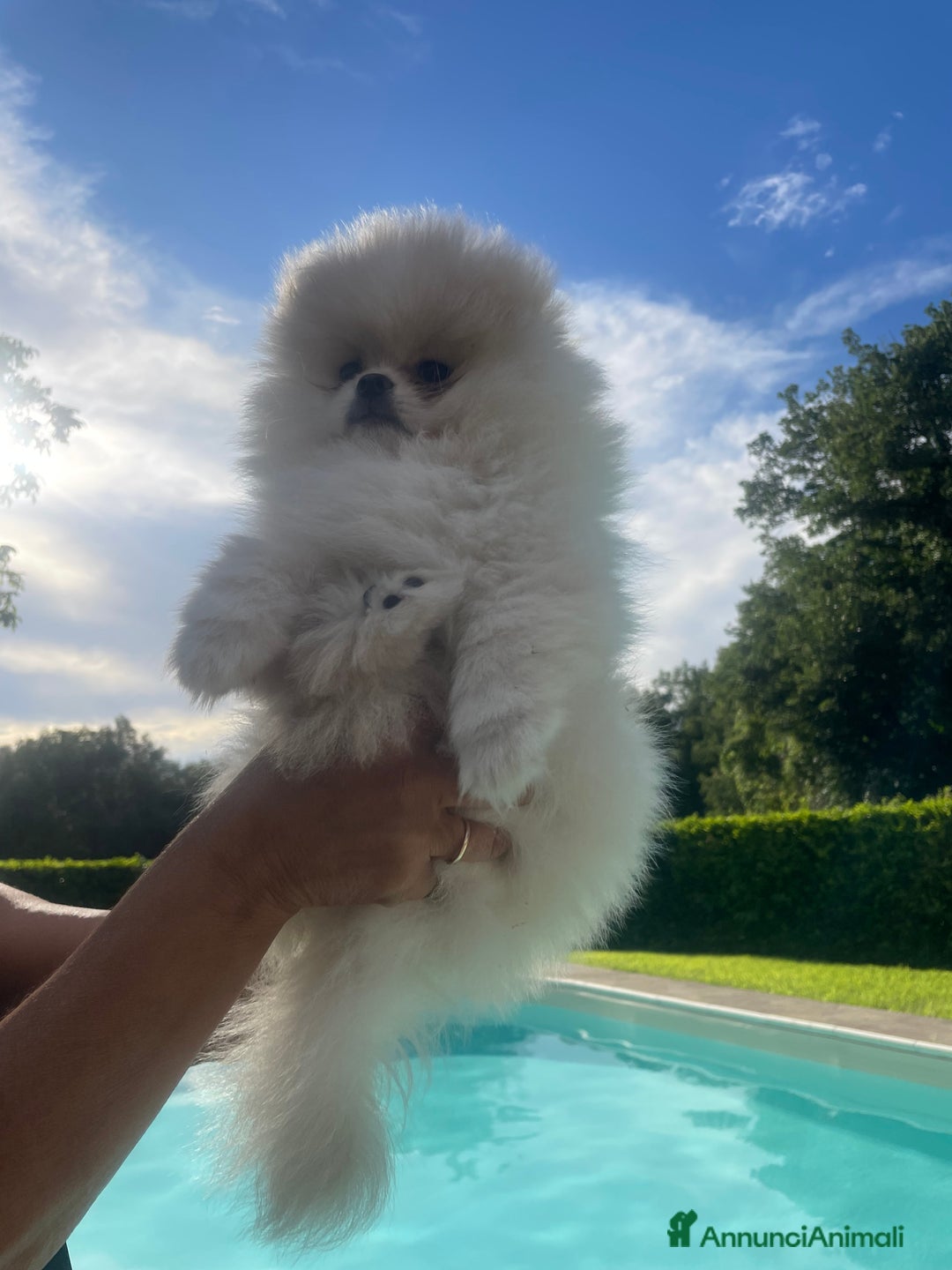 Volpino Pomerania cani in vendita: Volpino di Pomerania spritz nano  a Provincia di Viterbo - Immagine 2