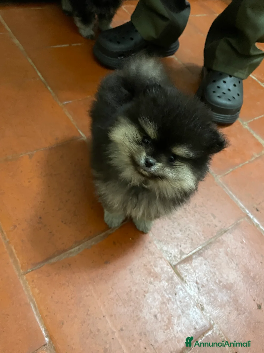 Volpino Pomerania cani in vendita: Volpino di Pomerania  - Annuncio 9