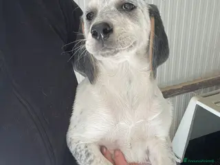 Meticcio cani LA TENERISSIMA SIRYA - Annuncio 34