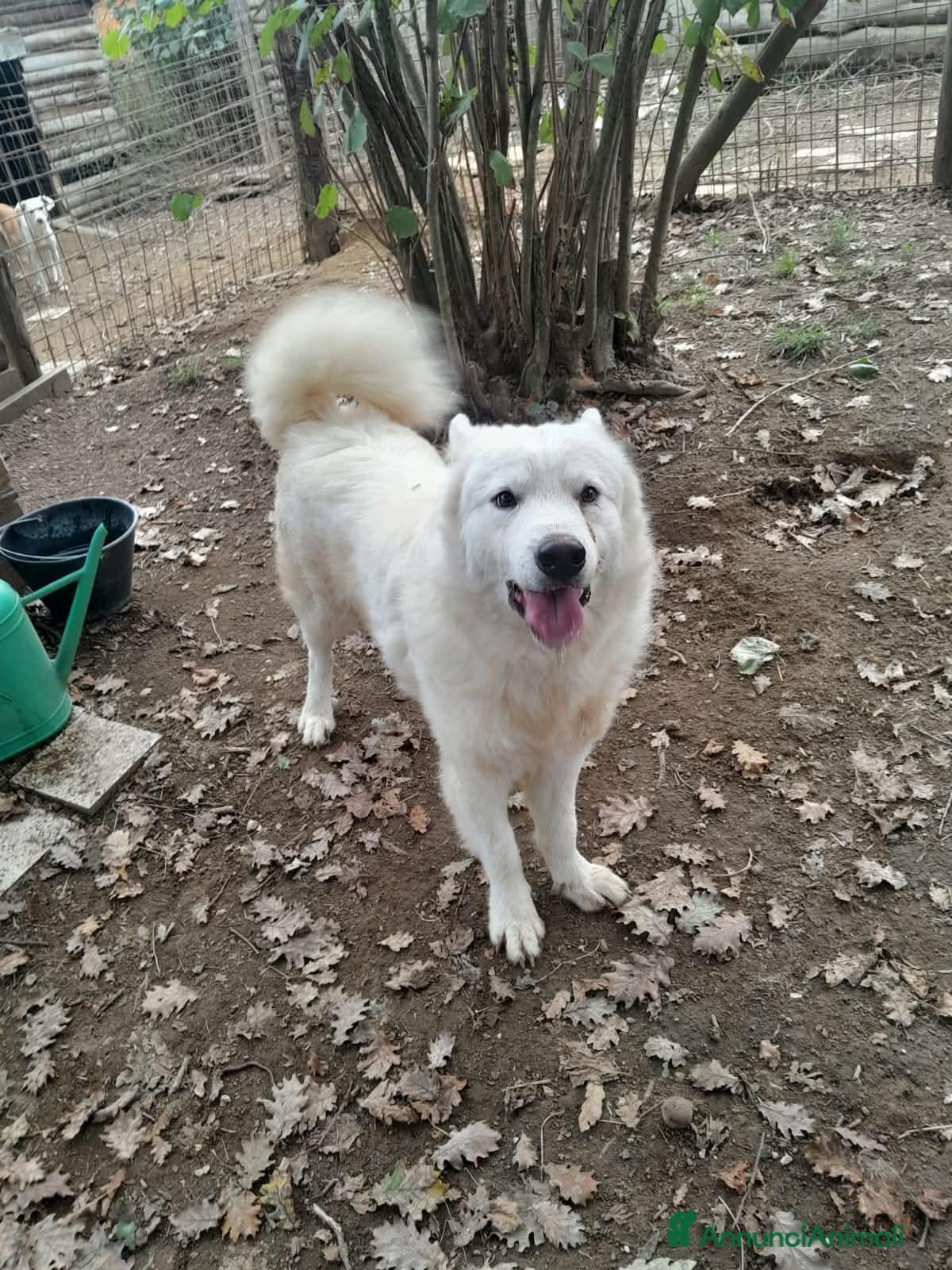 Meticcio cani Splendido carattere, 4 anni circa  - Annuncio 1
