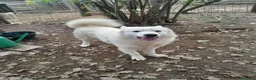 Meticcio cani in regalo: Splendido carattere, 4 anni circa  - Annuncio 1