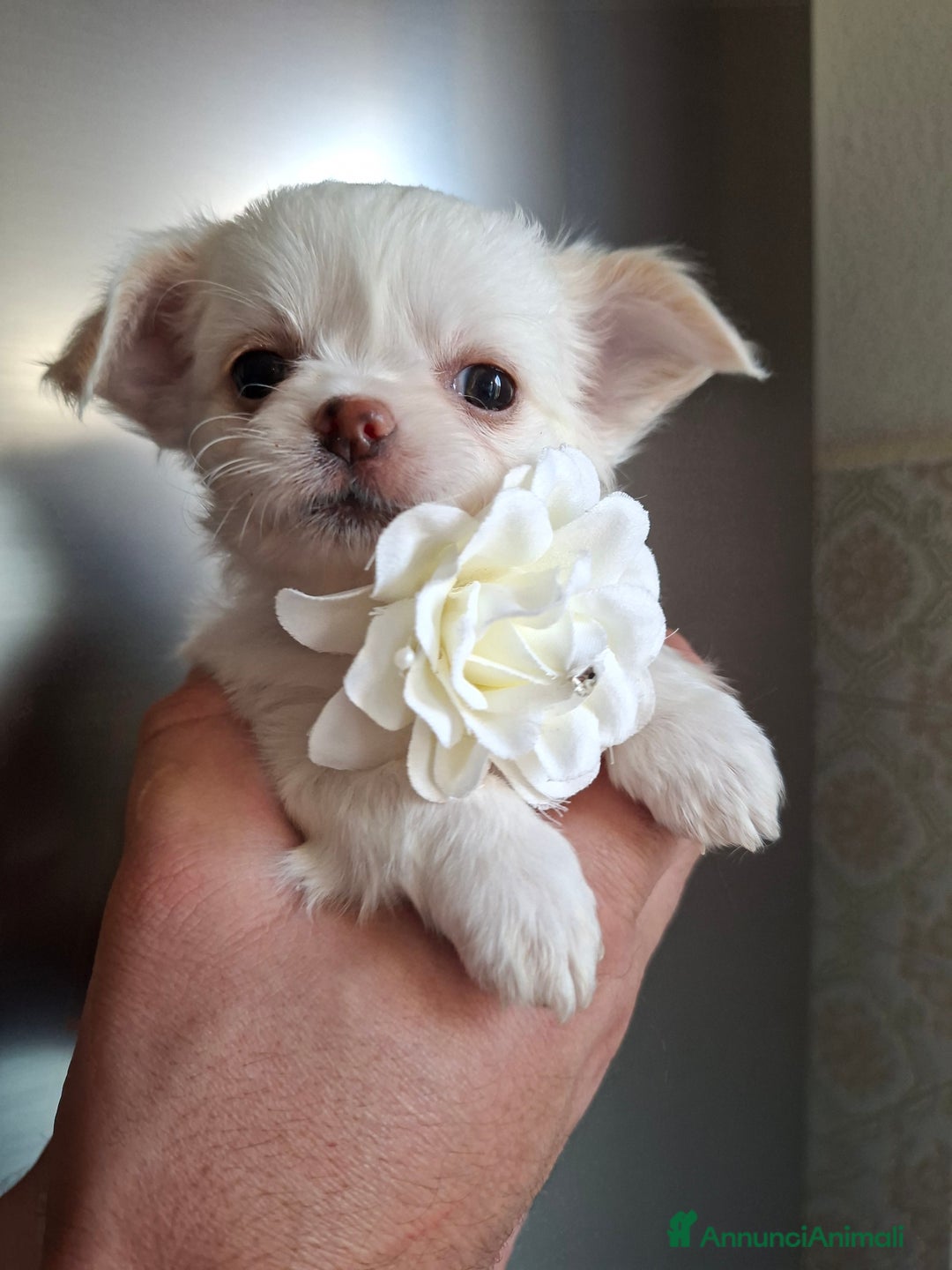 Chihuahua cani in vendita: Chihuahua tg toy pelo lungo  - Annuncio 2