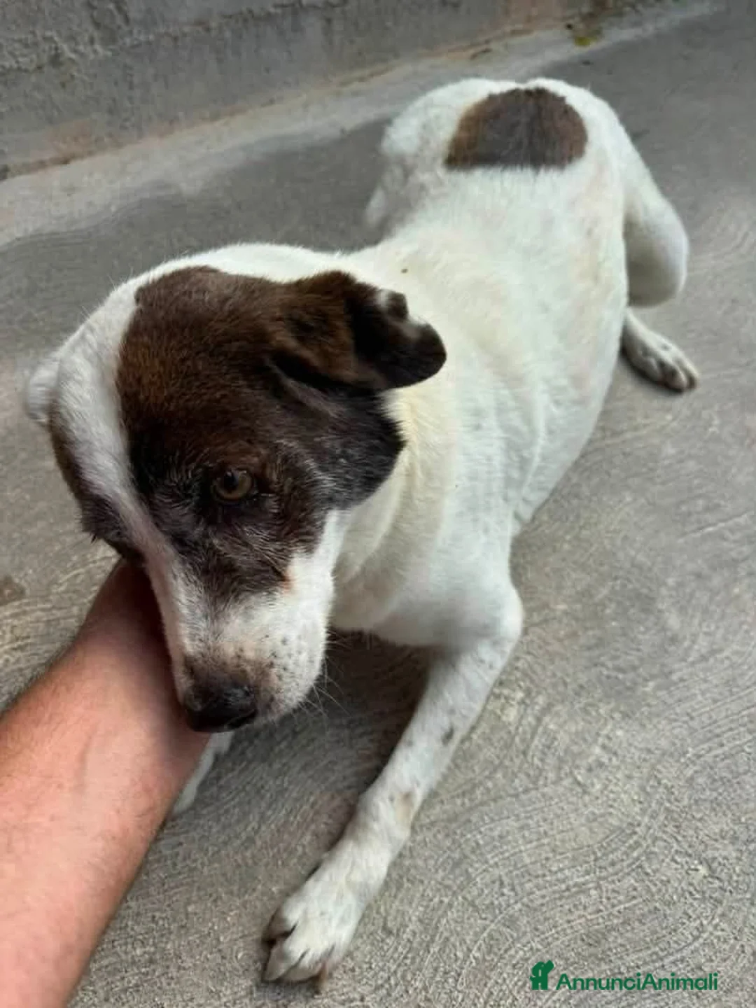 Meticcio cani in regalo: ADOZIONE DEL CUORE: NESLI, 8 ANNI  - Annuncio 2
