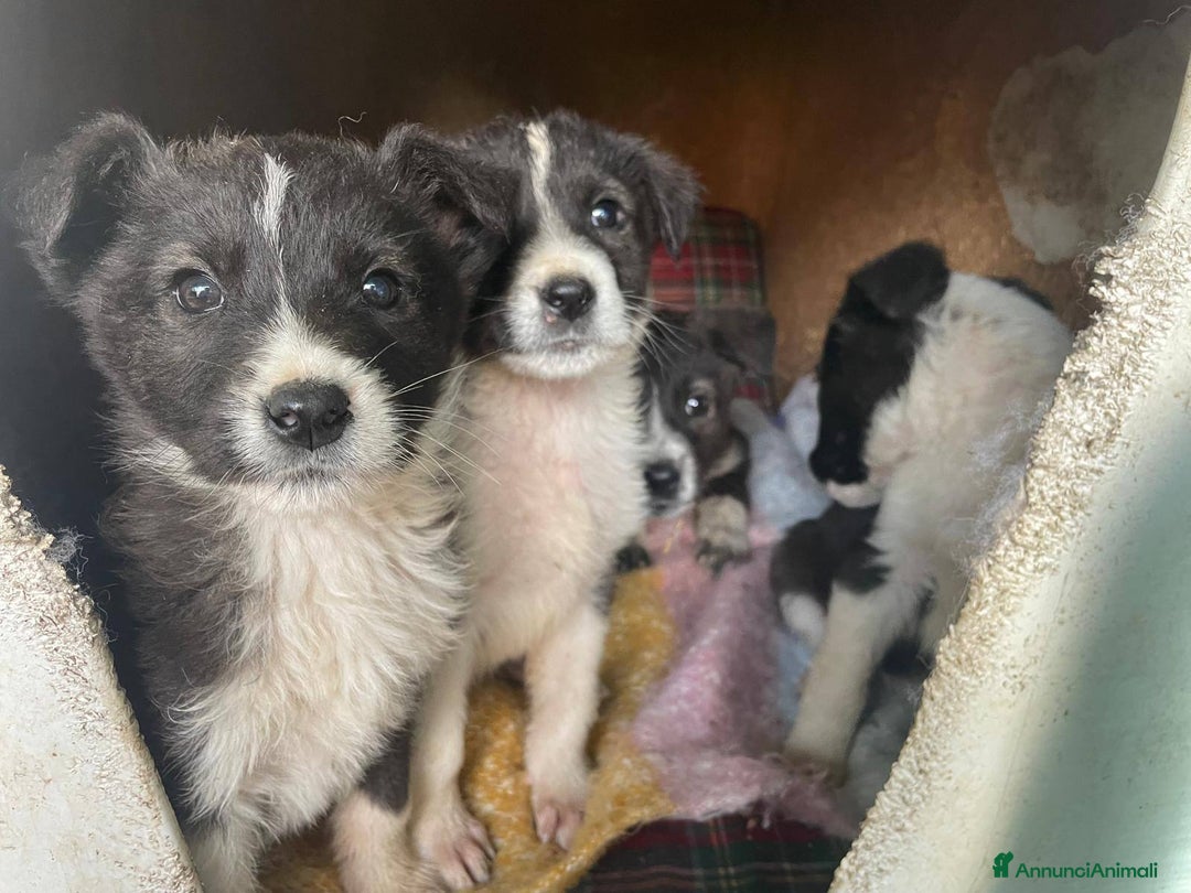 Meticcio cani in regalo: 4 cucciolotti meravigliosi cercano casa - Annuncio 1
