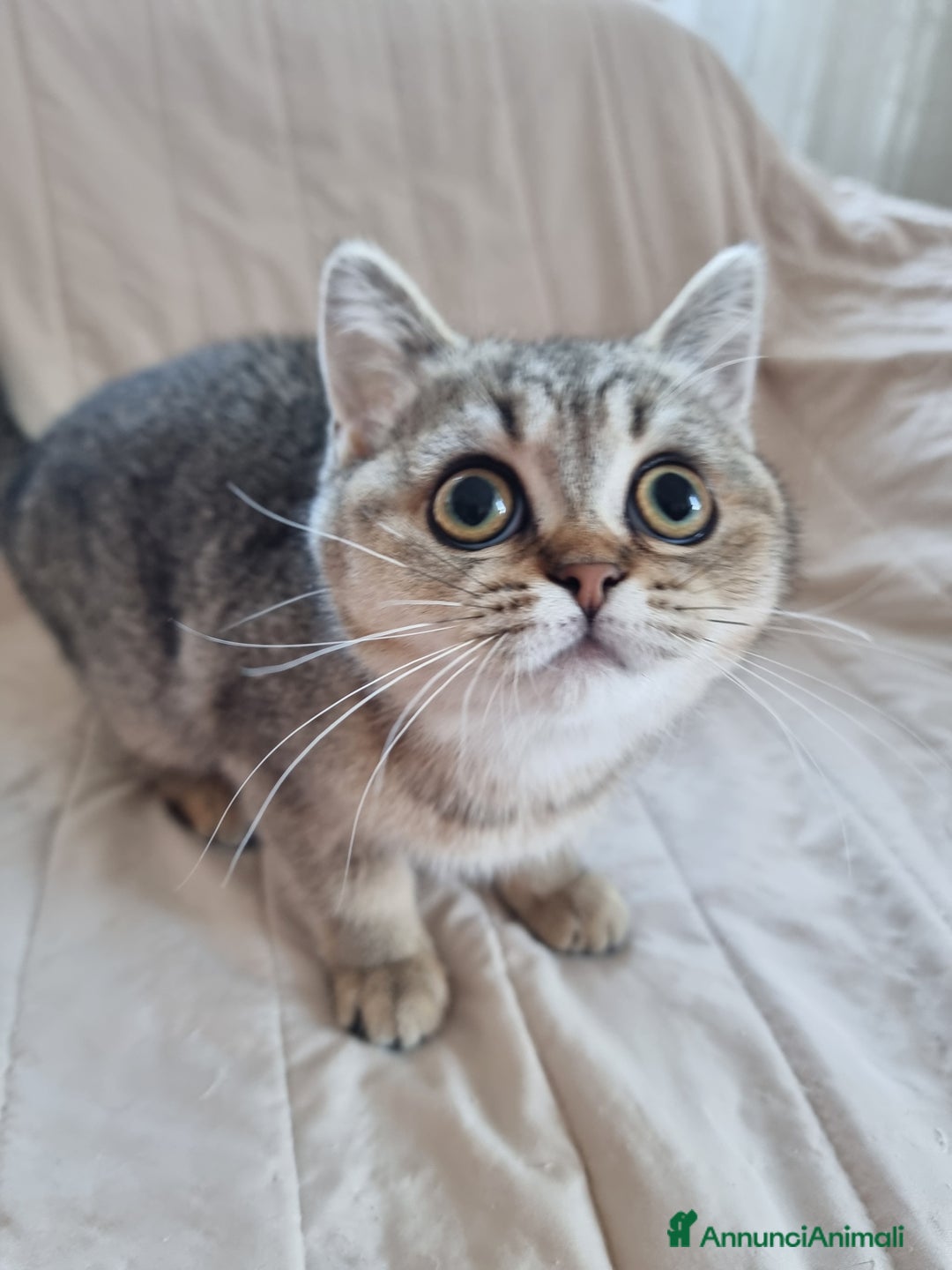 Scottish gatti in vendita: Scottish Straight con Pedigree  - Annuncio 4