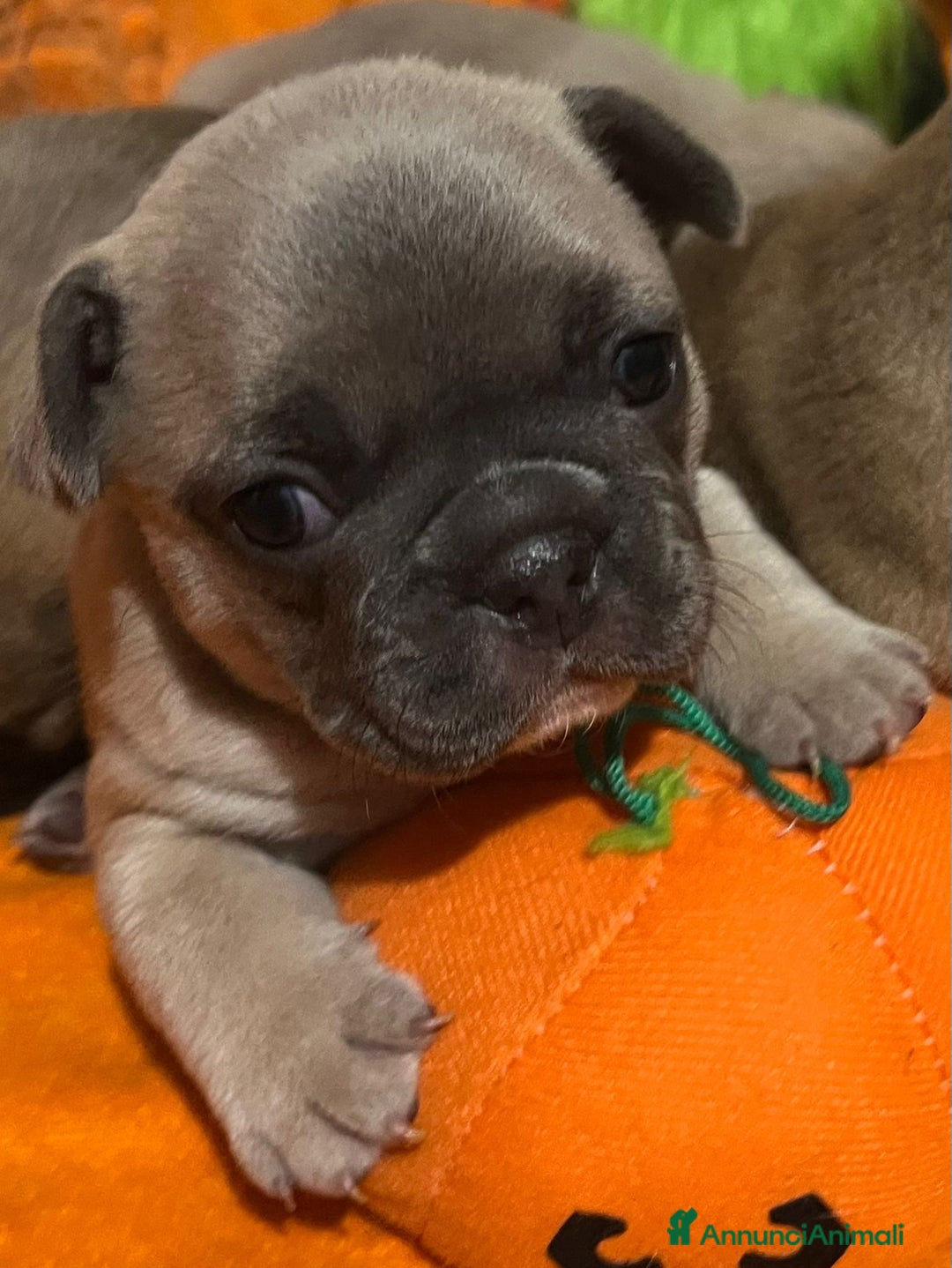 Bulldog Francese cani in vendita: Cuccioli di bulldog francese  - Annuncio 9