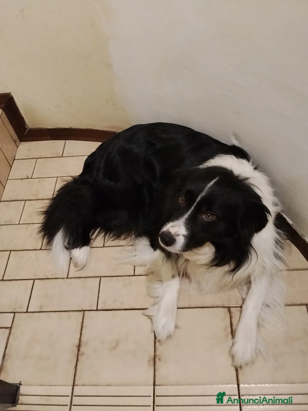 Border Collie cani per accoppiamento: Accoppiamento  - Annuncio 1