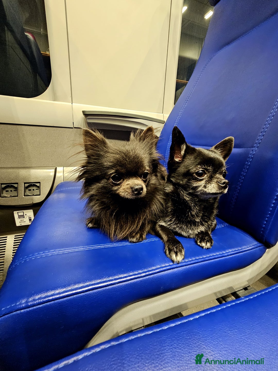 Chihuahua cani in vendita: Chihuahua maschio - Annuncio 7