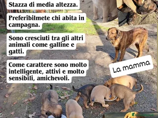 Meticcio cani Si regalano i cagnolini - Annuncio 1