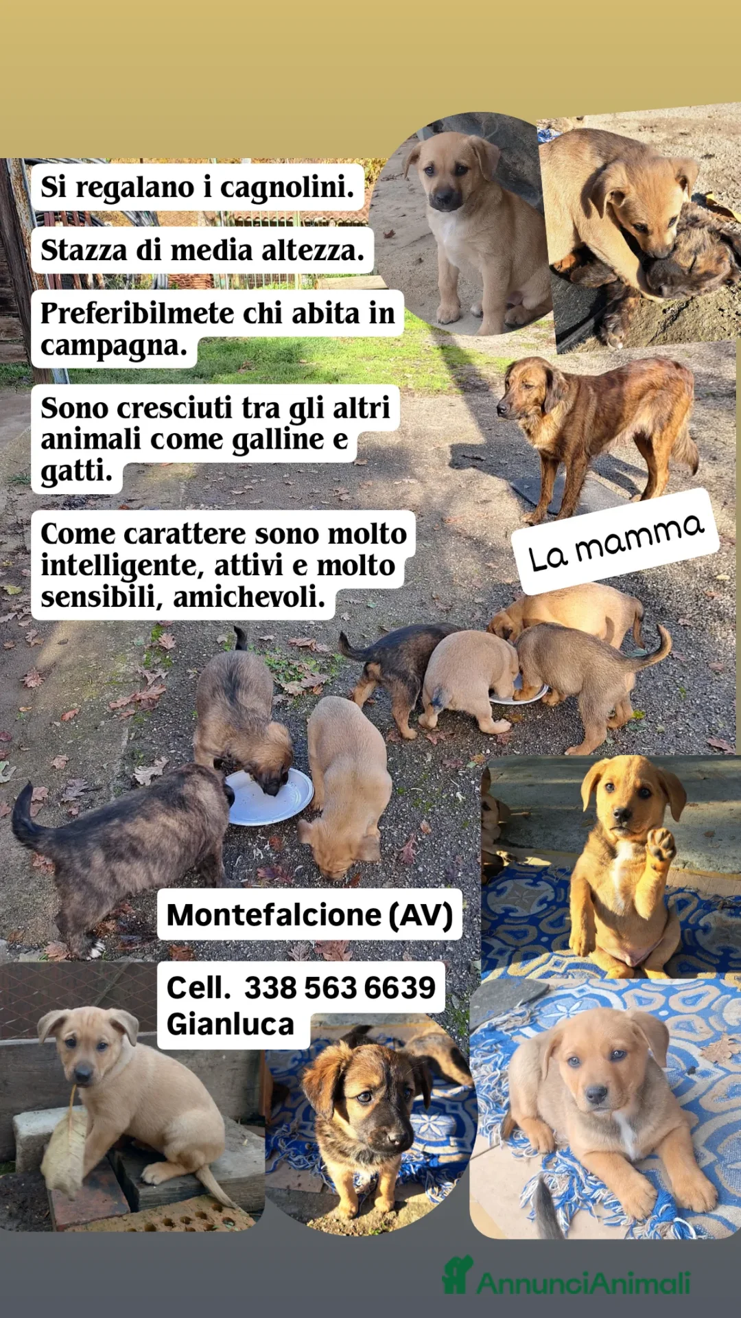 Meticcio cani in regalo: Si regalano i cagnolini  - Annuncio 3