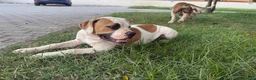 Bulldog cani in vendita: Cucciolo American bulldog  - Annuncio 5