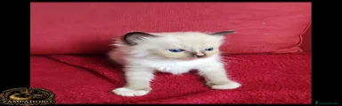 Ragdoll 1