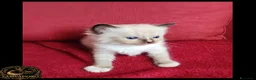 Ragdoll gatti in vendita: Ragdoll cuccioli con pedegree  a Provincia di Cremona - Annuncio 2