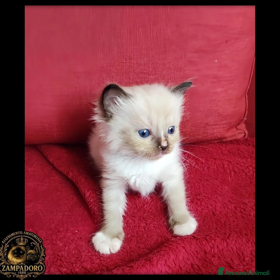 Ragdoll gatti in vendita: Ragdoll cuccioli con pedegree  a Provincia di Cremona - Annuncio 2