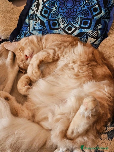 Immagine della galleria {{count}}