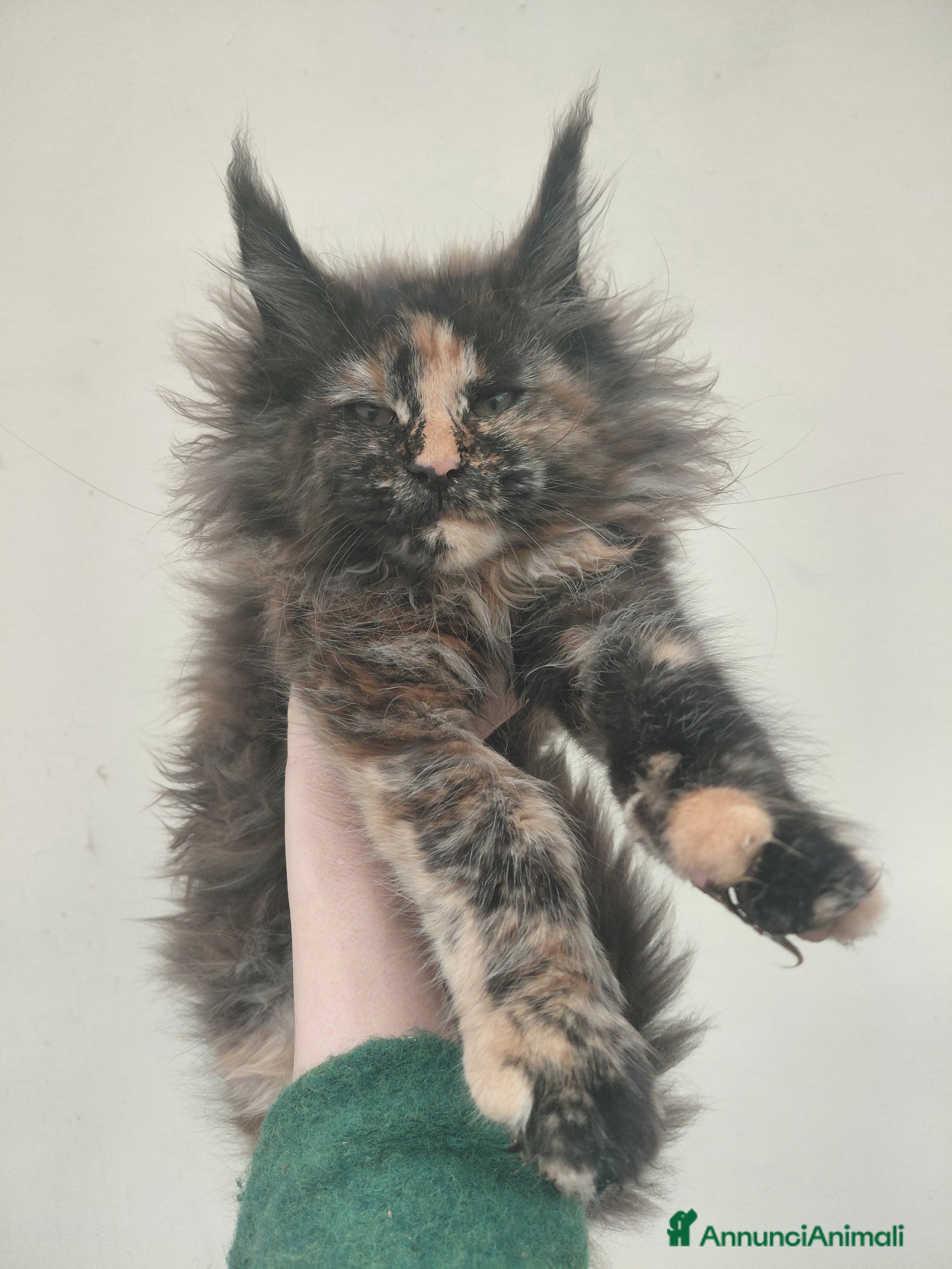 Maine Coon gatti Maine coon  - Annuncio 1