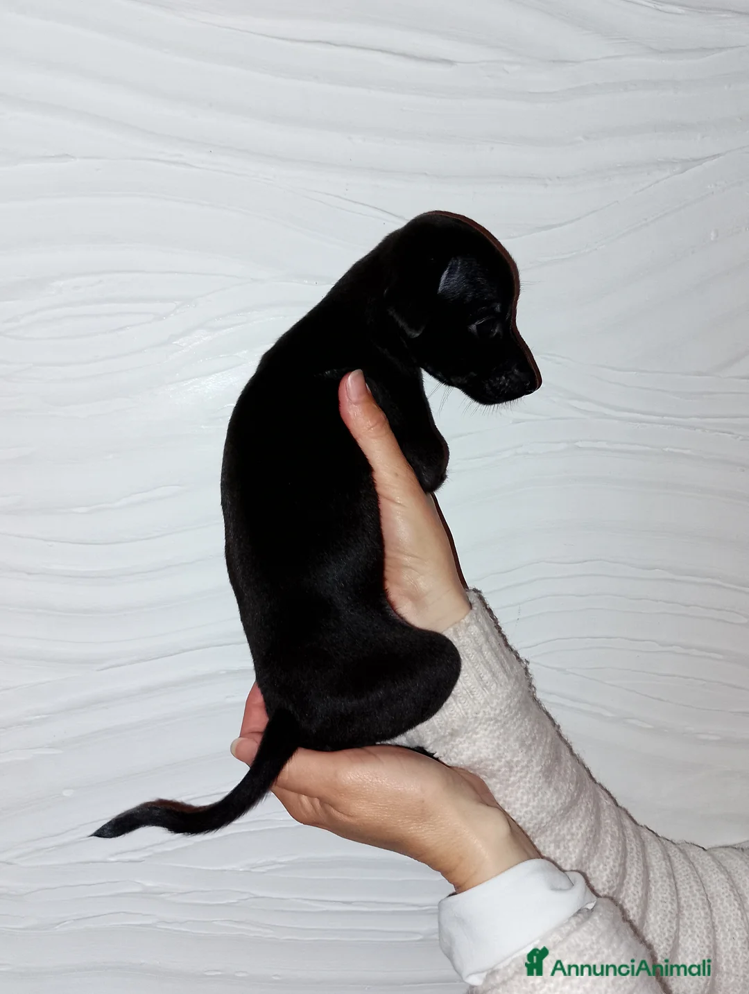 Levriero cani in vendita: Cucciolo maschio nero Piccolo Levriero Italiano - Annuncio 2