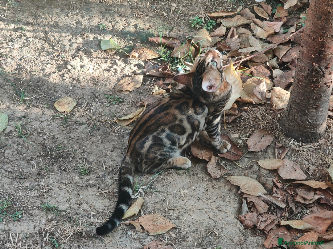 Bengala gatti in vendita: Bellissimo gattino Bengala  - Annuncio 4