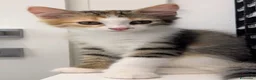 Europeo gatti in regalo: Gattini a pelo semilungo cercano casa - Annuncio 3