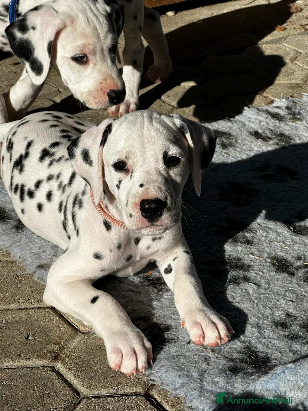 Dalmata cani in vendita: Cucciola dalmata con pedigree  - Annuncio 1