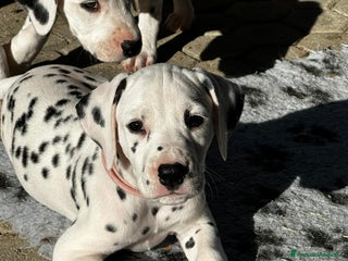Dalmata cani Cucciola dalmata con pedigree - Annuncio 4